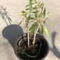 Goji Berry Live Plant with Pot – Lycium barbarum Cuttings Ready for Planting Garden or Yard