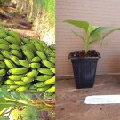Gran Nain Banana Tree Live Plant – Musa acuminata Rooted Starter for Home Garden Gran Nain Banana Tree Live Plant – Musa acuminata Rooted Starter for Home Garden