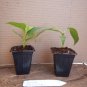 Gran Nain Banana Tree Live Plant – Musa acuminata Rooted Starter for Home Garden