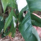 Epipremnum Pinnatum Marble Variegated Cutting – Rare Variegation Indoor Vine Plant