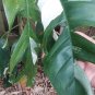 Epipremnum Pinnatum Marble Variegated Cutting â Rare Variegation Indoor Vine Plant