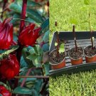 Roselle Hibiscus sabdariffa Live Plant – Red Sorrel, Jamaica Sorrel, Florida Cranberry Roselle Hibiscus sabdariffa Live Plant – Red Sorrel, Jamaica Sorrel, Florida Cranberry