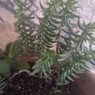 Crassula Tetragona Cuttings – 20 Mini Pine Succulent Starts 8" Each, Easy to Root