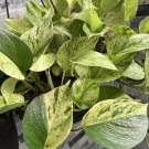 Marble Queen Pothos Cuttings – 3 Variegated Trailing Indoor Plants, Epipremnum aureum