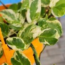 N’Joy Pothos Live Cuttings – 3 Rooted Epipremnum Plants, Green & White Variegated Leaves N’Joy Pothos Live Cuttings – 3 Rooted Epipremnum Plants, Green & White Variegated Leaves