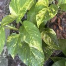 Golden Pothos Rooted Cuttings – 4 Epipremnum aureum Indoor Plants, Easy Care & Fast Growth