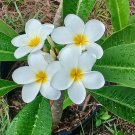 Plumeria Cuttings – Vibrant Frangipani Stems, Color True to Photo, 6–12" Tropical Plant Plumeria Cuttings – Vibrant Frangipani Stems, Color True to Photo, 6–12" Tropical Plant
