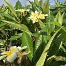 Yellow Plumeria Cuttings – 2 Unrooted 10" Frangipani Starter Stems, Tropical Flower Plant Yellow Plumeria Cuttings – 2 Unrooted 10" Frangipani Starter Stems, Tropical Flower Plant