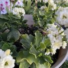 White Kalanchoe blossfeldiana Cuttings – 3 Succulent Starts, Easy Rooting Flowering Plant White Kalanchoe blossfeldiana Cuttings – 3 Succulent Starts, Easy Rooting Flowering Plant