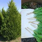 Leyland Cypress Tree Cuttings – 70 Fresh 7–8" Starts | Fast-Growing Evergreen Privacy Screen