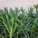 Live Ice Plant Cuttings – 48 Fresh Starts for Rooting | Fast-Growing Ground Cover Succulent