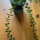 Hoya Engleriana Cutting – 4 Node Vine Start | Rare Wax Plant for Indoor Growing