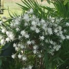 Epiphyllum Pumilum – Queen of the Night | 12 Fresh Cuttings for Rooting & Night Blooms Epiphyllum Pumilum – Queen of the Night | 12 Fresh Cuttings for Rooting & Night Blooms