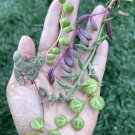 String Succulent Cuttings – 5 Healthy 3" Pieces | Easy-Rooting Trailing Houseplant String Succulent Cuttings – 5 Healthy 3" Pieces | Easy-Rooting Trailing Houseplant