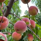 Nemaguard Peach Cuttings – 10 Live 7–9" Branches | Prunus Persica Rootstock for Grafting Nemaguard Peach Cuttings – 10 Live 7–9" Branches | Prunus Persica Rootstock for Grafting