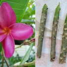 Miami Pink Plumeria Cuttings – Frangipani Flowering Tree | Live 6–8" Tropical Starts