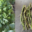 Sweet Potato Vines – 10 Rooted Cuttings | Ipomoea Batatas Starts Ready for Planting