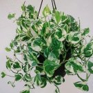 N’Joy Pothos Cuttings – 4 Live 4–6" Variegated Vine Starts | Easy Indoor Houseplant N’Joy Pothos Cuttings – 4 Live 4–6" Variegated Vine Starts | Easy Indoor Houseplant