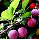 American Plum & Korean Giant Pear Cuttings – 10 Live Grafting/Rooting Stems Set American Plum & Korean Giant Pear Cuttings – 10 Live Grafting/Rooting Stems Set