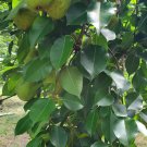 Bartlett Pear Cuttings – 10 Live Pyrus Communis Branches | Grafting & Rooting Wood Bartlett Pear Cuttings – 10 Live Pyrus Communis Branches | Grafting & Rooting Wood