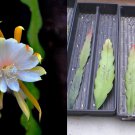 Epiphyllum anguliger Cuttings – Fishbone Cactus “Don’s” Variety | Live Rooting Starts Epiphyllum anguliger Cuttings – Fishbone Cactus “Don’s” Variety | Live Rooting Starts