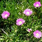 Ice Plant Cuttings – 6 Live 4–7" Purple Pink Ground Cover Succulents for Rooting Ice Plant Cuttings – 6 Live 4–7" Purple Pink Ground Cover Succulents for Rooting