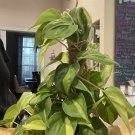 Philodendron Brazil Cuttings – 3 Stems for Propagation – Easy Rooting Indoor Vine Plant