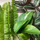 Mixed Plant Cuttings – 15 Live Pothos, Fern, and Wandering Jew Starter Stems for Propagation