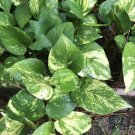 Golden Pothos Cuttings – 10 Devil’s Ivy Stems 10” Long – Easy Grow Epipremnum Houseplant