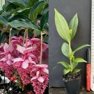 Royal Medinilla Magnifica Starter Plant – Live Rooted Pink Blooming Chandelier Vine, Rare Tropical Royal Medinilla Magnifica Starter Plant – Live Rooted Pink Blooming Chandelier Vine, Rare Tropical