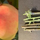 Anna Apple Tree Cuttings – 5 Budded Scion Sticks for Grafting or Rooting – Sweet Early Variety Anna Apple Tree Cuttings – 5 Budded Scion Sticks for Grafting or Rooting – Sweet Early Variety
