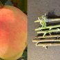 Anna Apple Tree Cuttings â 5 Budded Scion Sticks for Grafting or Rooting â Sweet Early Variety