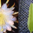 Dragon Fruit Pitahaya Cuttings – 2 Live Epiphyllum Cactus Stems – Easy Grow Tropical Succulent