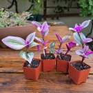 Tradescantia Nanouk Pink Plants – 2 Live Rooted Wandering Jew Starters in 2” Pots Tradescantia Nanouk Pink Plants – 2 Live Rooted Wandering Jew Starters in 2” Pots