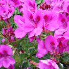 Regal Pelargonium Cuttings – 3 Fancy Purple Pink Geranium Stems – Live 6” Starter Plants Regal Pelargonium Cuttings – 3 Fancy Purple Pink Geranium Stems – Live 6” Starter Plants