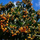 Loquat Tree Scions – 3 Fresh Cuttings for Grafting or Propagation – Eriobotrya japonica Variety Loquat Tree Scions – 3 Fresh Cuttings for Grafting or Propagation – Eriobotrya japonica Variety