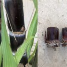 Rooted Sugarcane Cuttings – 2 Live Plants – Sweet Tropical Variety Ready to Grow Outdoors Rooted Sugarcane Cuttings – 2 Live Plants – Sweet Tropical Variety Ready to Grow Outdoors