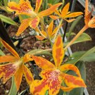 Epidendrum Orchid Plant – 2 Bare Root Stems – Bloom Photo Accurate, Grows Indoors or Out