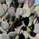 Santa Rita Purple Prickly Pear Cactus – 1 Live Opuntia violacea Cutting 5–6” from Arizona