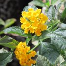 Trailing Yellow Lantana Starter Plant – 3–5” Hardy Blooming Vine – Live Ornamental Cutting Trailing Yellow Lantana Starter Plant – 3–5” Hardy Blooming Vine – Live Ornamental Cutting