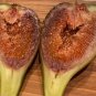 Violetta Fig Tree Cuttings – 4 Thick Stems for Rooting – Cold Hardy Sweet Fruit Variety