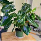 Philodendron Burle Marx Cuttings – 3 Live Tropical Stems – Fast-Growing Indoor Aroid Plant