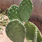 Opuntia Ellisiana Spineless Prickly Pear – 1 Live Pad Cutting – Hardy Desert Cactus