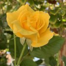 Radiant Perfume Yellow Rose Cuttings – 5 Unrooted Fragrant Stems for Planting Radiant Perfume Yellow Rose Cuttings – 5 Unrooted Fragrant Stems for Planting