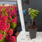 Torch Glow Bougainvillea โ Live Rooted Starter Plant โ Compact Flowering Vine Variety Torch Glow Bougainvillea โ Live Rooted Starter Plant โ Compact Flowering Vine Variety