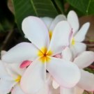 Tri-Color Plumeria Cutting – 12” Single Tip Stem – Fragrant Tropical Frangipani Flower