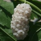 White Mulberry Tree Cuttings – 10 Live 6–8” Morus alba Scions – Cold Hardy Fruit Variety White Mulberry Tree Cuttings – 10 Live 6–8” Morus alba Scions – Cold Hardy Fruit Variety