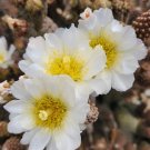 Pinecone Cactus Cutting – 1 Live Tephrocactus articulatus var. diadematus Segment Pinecone Cactus Cutting – 1 Live Tephrocactus articulatus var. diadematus Segment