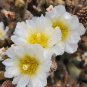 Pinecone Cactus Cutting â 1 Live Tephrocactus articulatus var. diadematus Segment