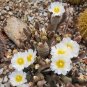 Pinecone Cactus Cutting â 1 Live Tephrocactus articulatus var. diadematus Segment